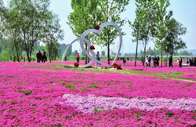 万亩花海景怡人